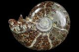 Polished, Agatized Ammonite (Cleoniceras) - Madagascar #97349-1